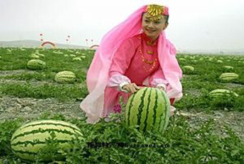 宁夏西瓜，硒砂瓜，石缝里的西瓜包甜，货源充足，全国发货