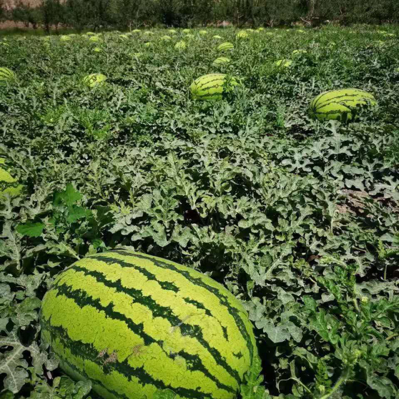 宁夏西瓜，硒砂瓜，石缝里的西瓜包甜，货源充足，全国发货