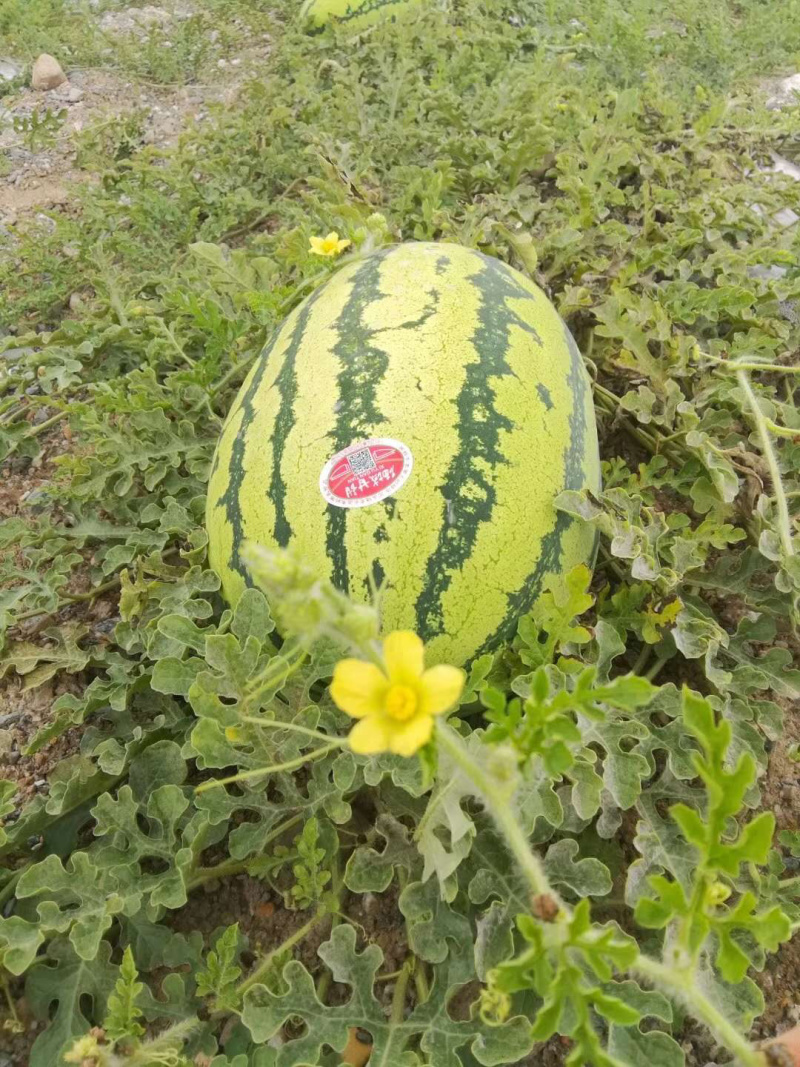 宁夏硒砂瓜金城五号西瓜石缝里的西瓜个头大均匀，品质保证