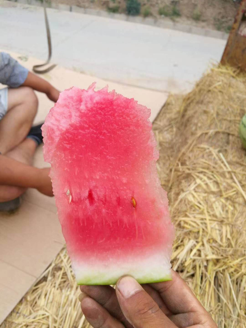 宁夏硒砂瓜金城五号西瓜包熟包甜皮薄瓤红口感好，货源充足