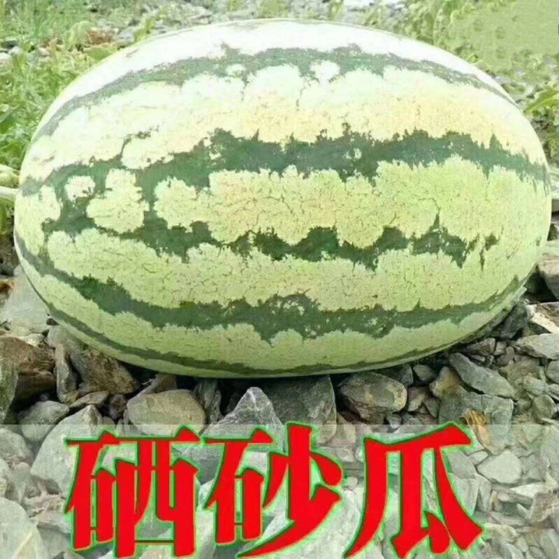 宁夏硒砂瓜金城五号西瓜包熟包甜皮薄瓤红口感好，货源充足