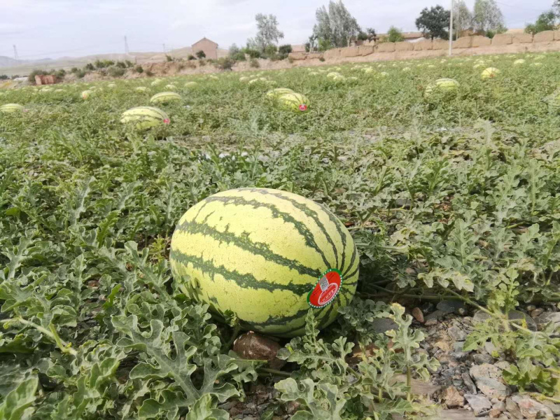 宁夏硒砂瓜金城五号西瓜包熟包甜皮薄瓤红口感好，货源充足