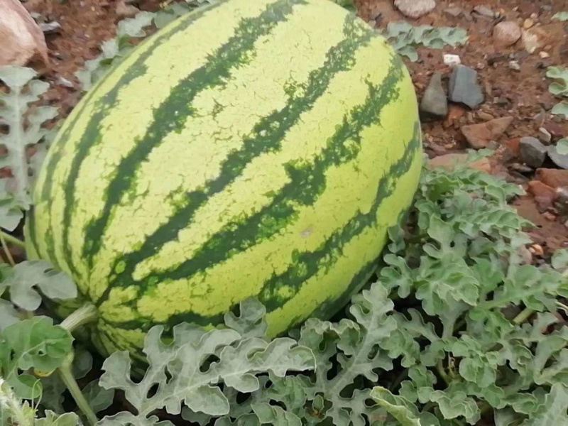 宁夏硒砂瓜金城五号西瓜个头大均匀皮薄瓤红口感好