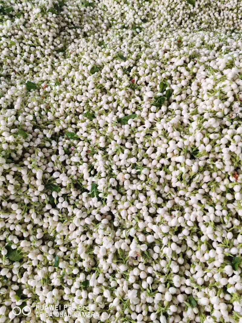 法国茉莉花香包