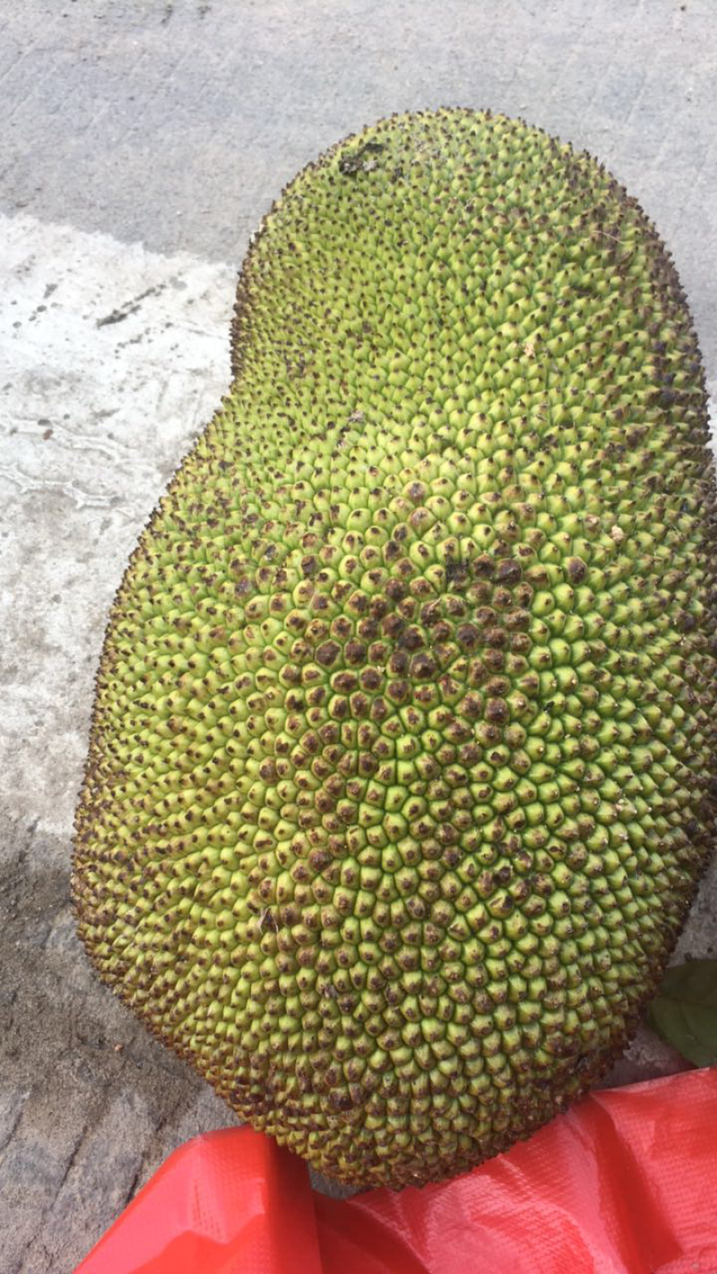 菠萝蜜