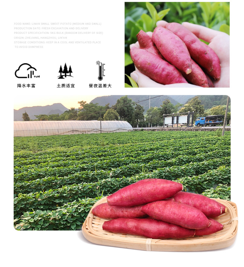 临安天目山小香薯，中果，源产地支持一件代发微商社区团购