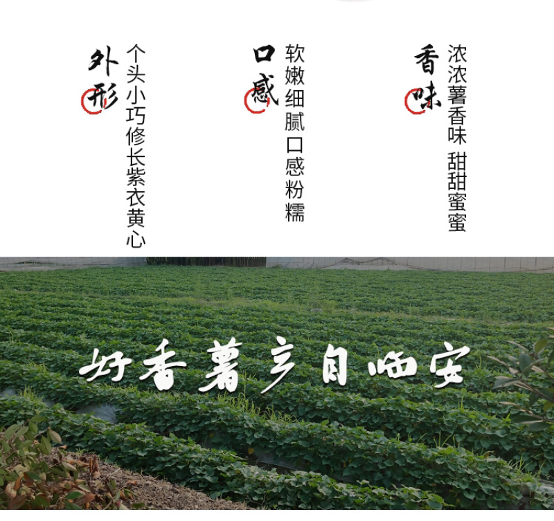 临安天目山小香薯，中果，源产地支持一件代发微商社区团购
