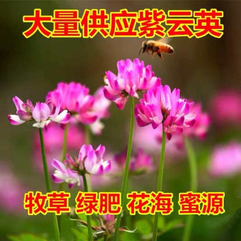 紫云英种子红花草子食用野菜养蜂蜜源绿肥高产牧草种子野