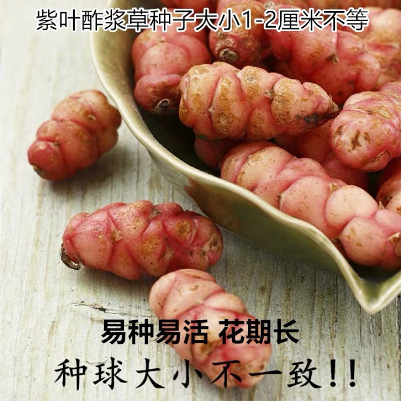 紫叶幸运草球根红花酢浆草蝴蝶三叶草种球根花卉盆栽