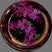 紫叶幸运草球根红花酢浆草蝴蝶三叶草种球根花卉盆栽
