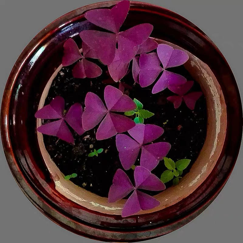 紫叶幸运草球根红花酢浆草蝴蝶三叶草种球根花卉盆栽
