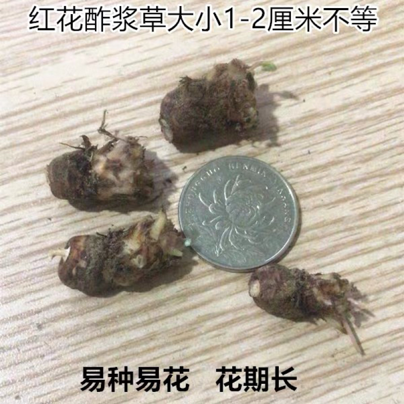 红花酢浆草种球幸运三叶草多年生根盆栽庭院花卉观花