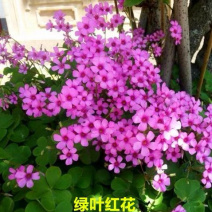 红花酢浆草种球幸运三叶草多年生根盆栽庭院花卉观花