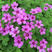 红花酢浆草种球幸运三叶草多年生根盆栽庭院花卉观花