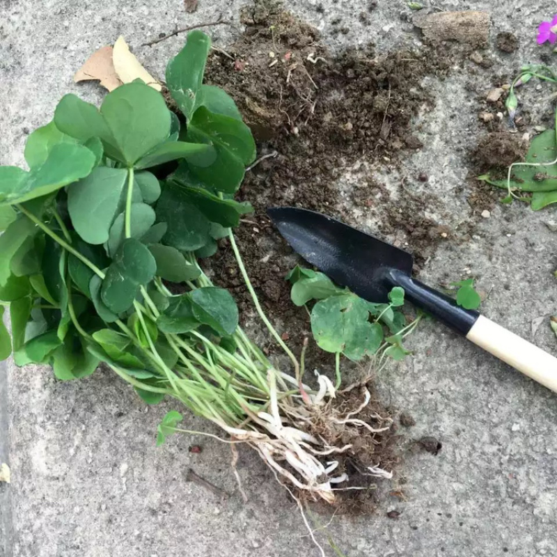 红花酢浆草种球幸运三叶草多年生根盆栽庭院花卉观花