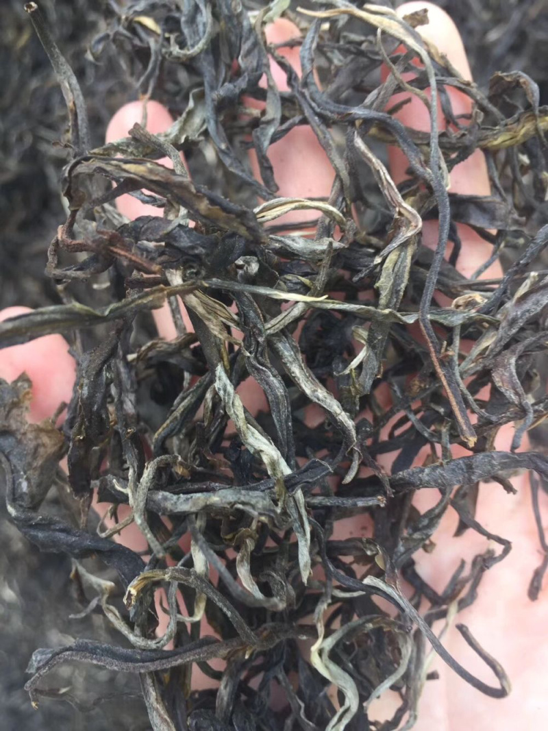 普洱茶大树茶古树茶老挝古树茶