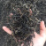 普洱茶大树茶古树茶老挝古树茶
