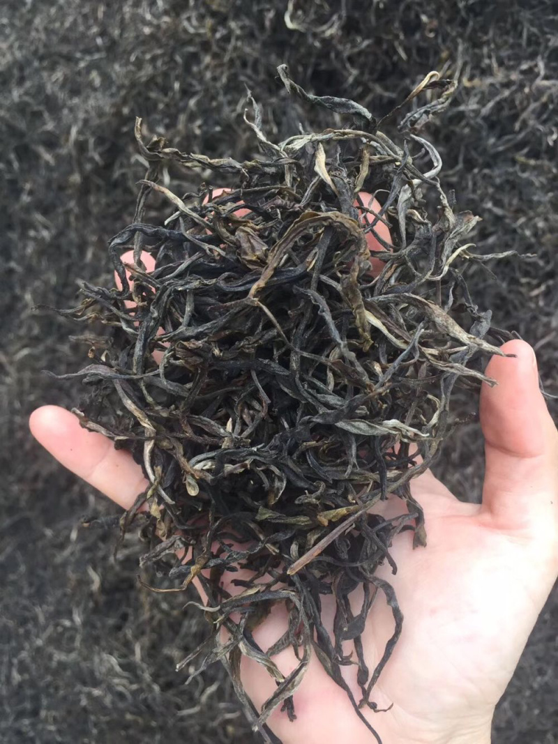 普洱茶大树茶古树茶老挝古树茶