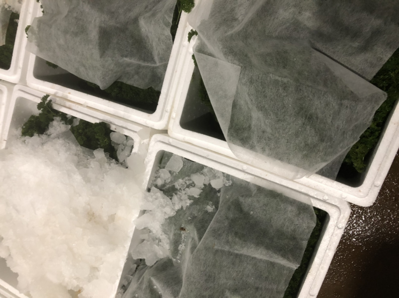 法香番西方西荷兰芹洋芫荽