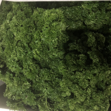 法香番西方西荷兰芹洋芫荽