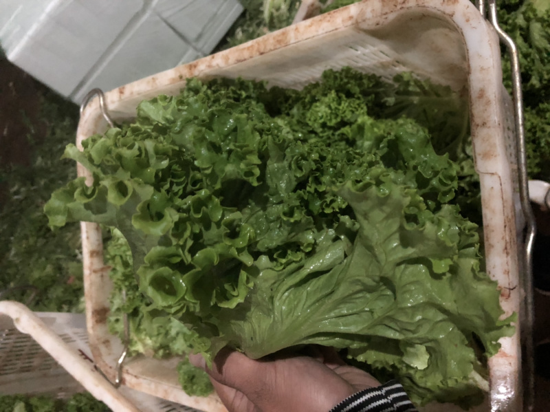 沙拉菜鸡窝菜散叶生菜叶生菜绿叶生菜绿毛生菜