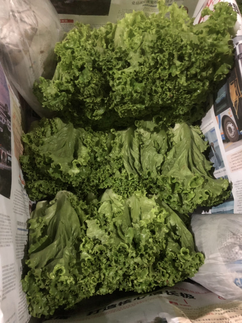 沙拉菜鸡窝菜散叶生菜叶生菜绿叶生菜绿毛生菜