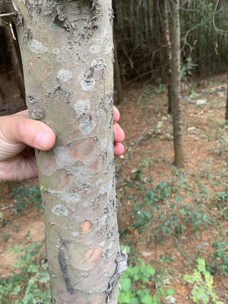 绿化苗木