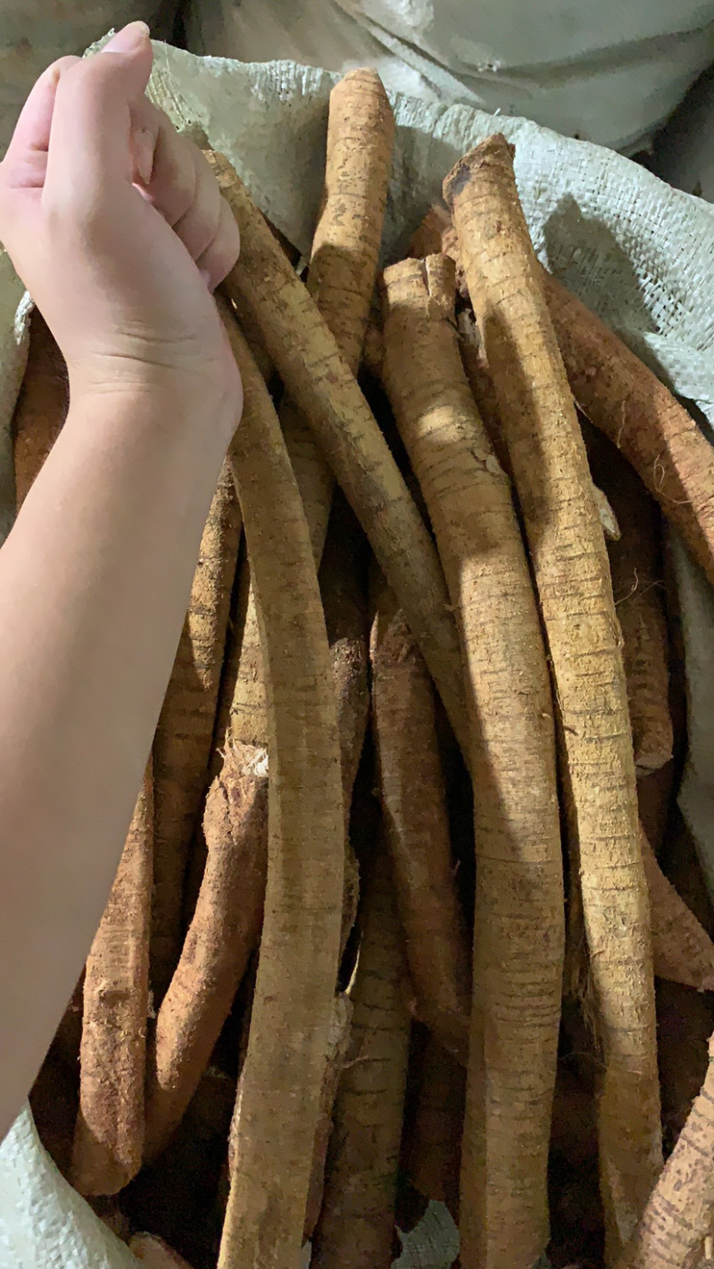 新鲜牛大力（泡酒煲汤好材料）牛大力，精选靓规格