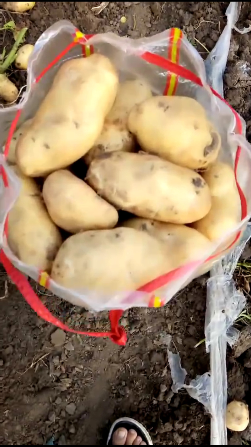 优金885实验一，希森，大量上市欢迎采购