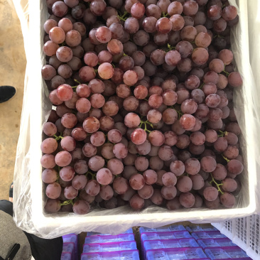 云南大理宾川红提出口货量大从优