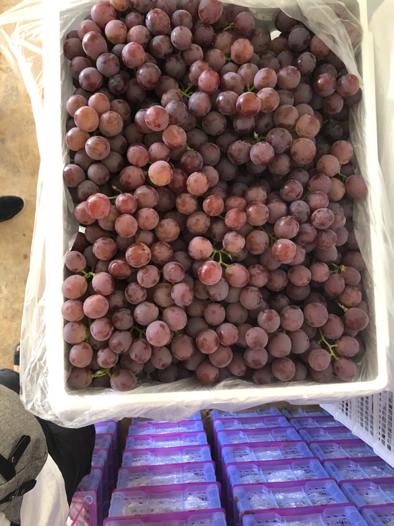 云南大理宾川红提出口货量大从优