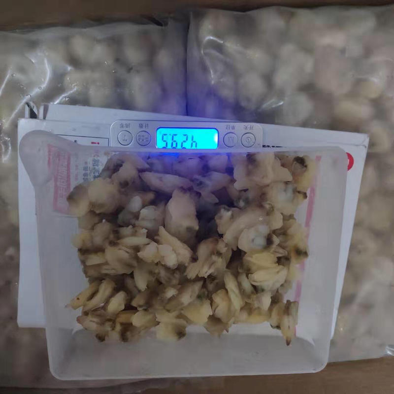 新鲜冷冻花甲肉蛤蜊肉大个海螺肉20斤/件
