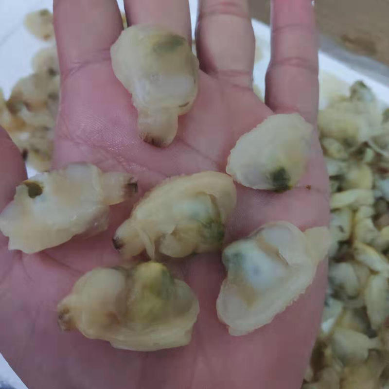 新鲜冷冻花甲肉蛤蜊肉大个海螺肉20斤/件