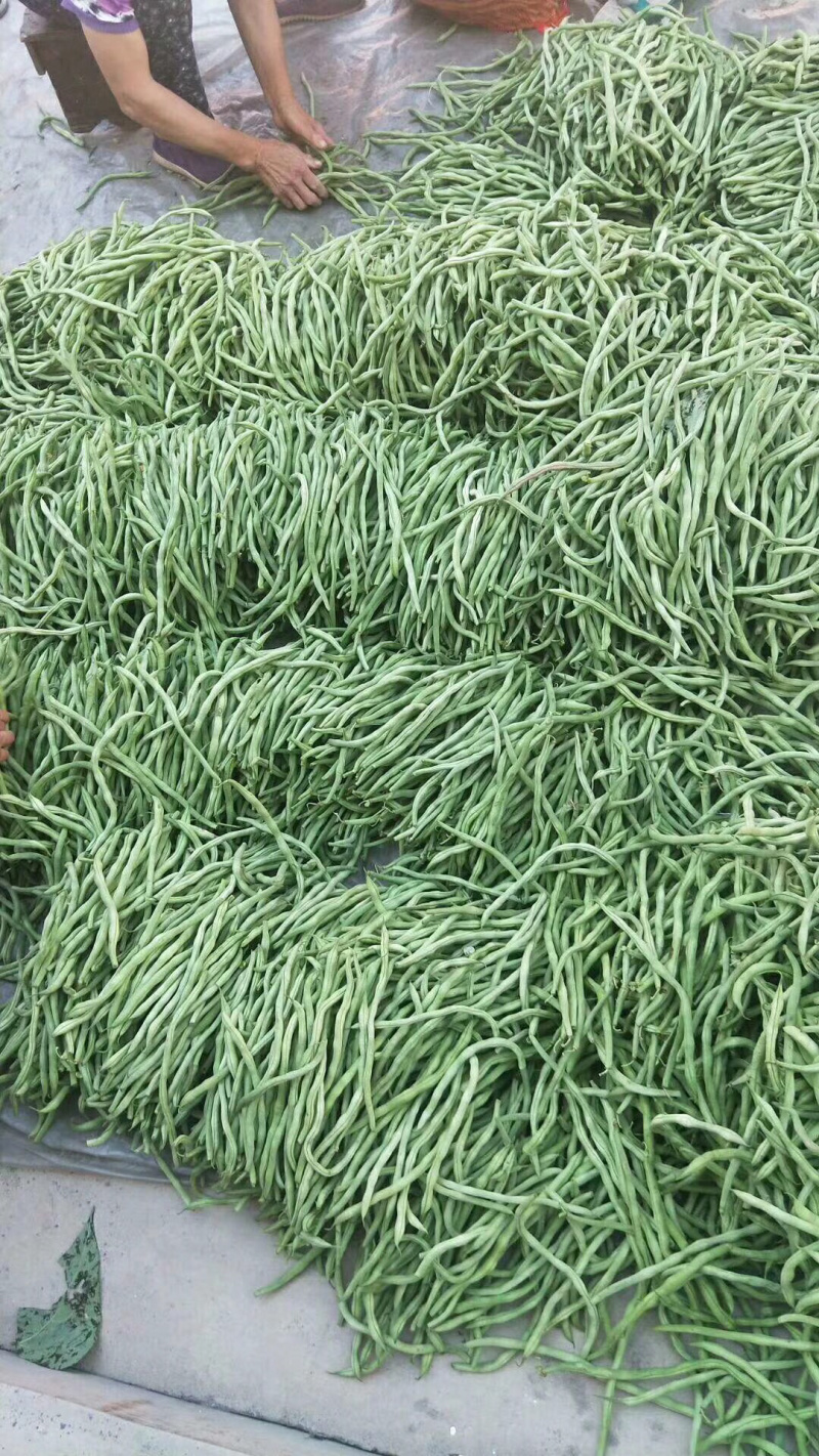 架豆王，好货不便宜，便宜没好货