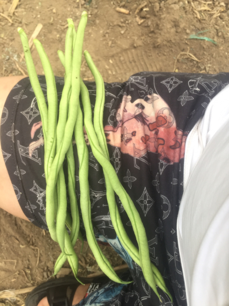 架豆王，好货不便宜，便宜没好货