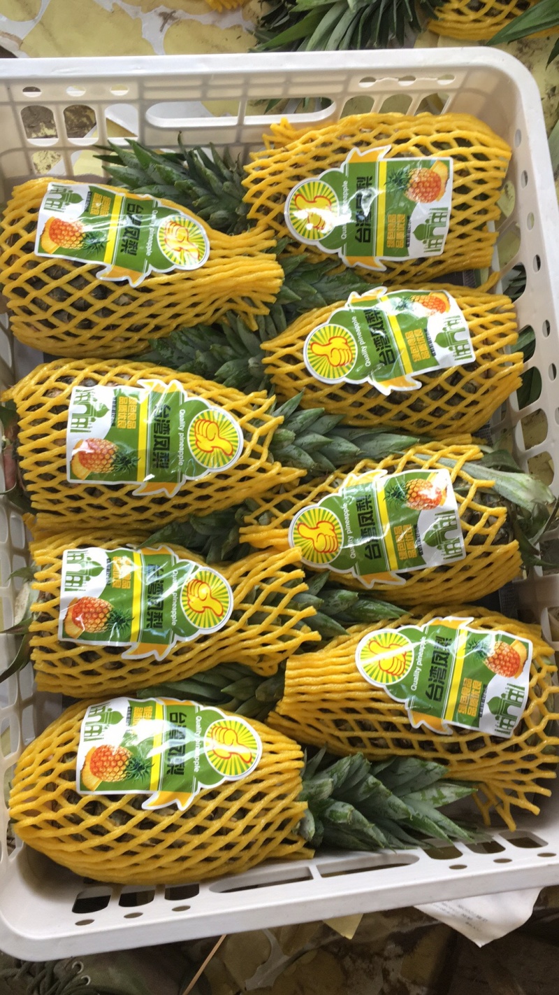 德宏州芒市凤梨2.5斤生态农业大面积种植基地，