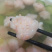 涮锅副品～北海飞鱼籽虾滑