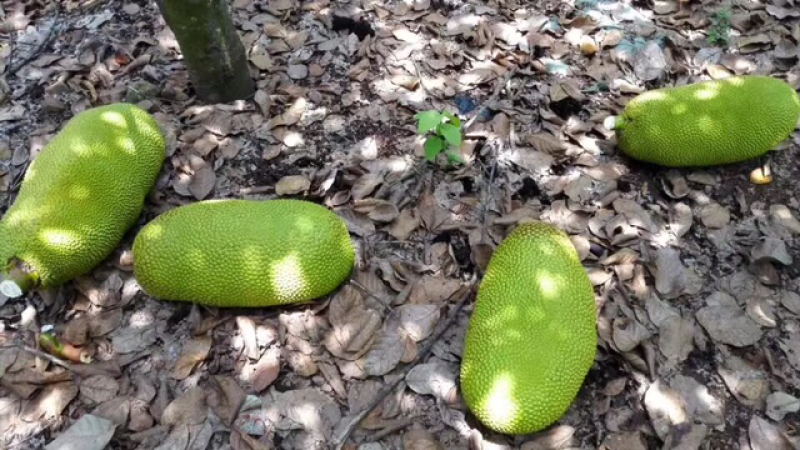 海南菠萝蜜新鲜包邮现摘现发代办代发海南黄肉菠萝蜜活动2