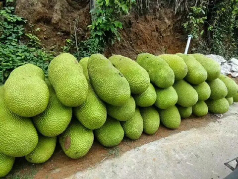 海南菠萝蜜新鲜包邮现摘现发代办代发海南黄肉菠萝蜜活动2
