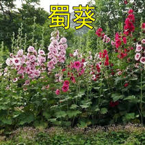 蜀葵花种混色一丈红重瓣蜀葵种子室外庭院多年生四季易活花卉