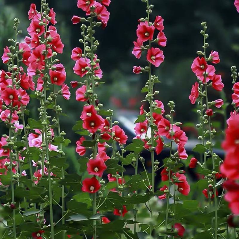 蜀葵花种混色一丈红重瓣蜀葵种子室外庭院多年生四季易活花卉