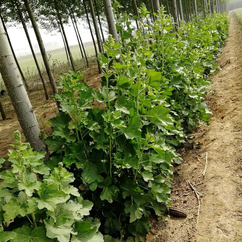 蜀葵花种混色一丈红重瓣蜀葵种子室外庭院多年生四季易活花卉