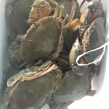 海水南美白对虾