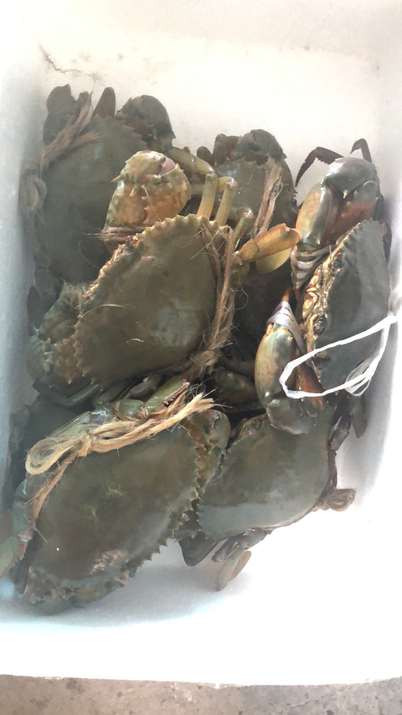 海水南美白对虾