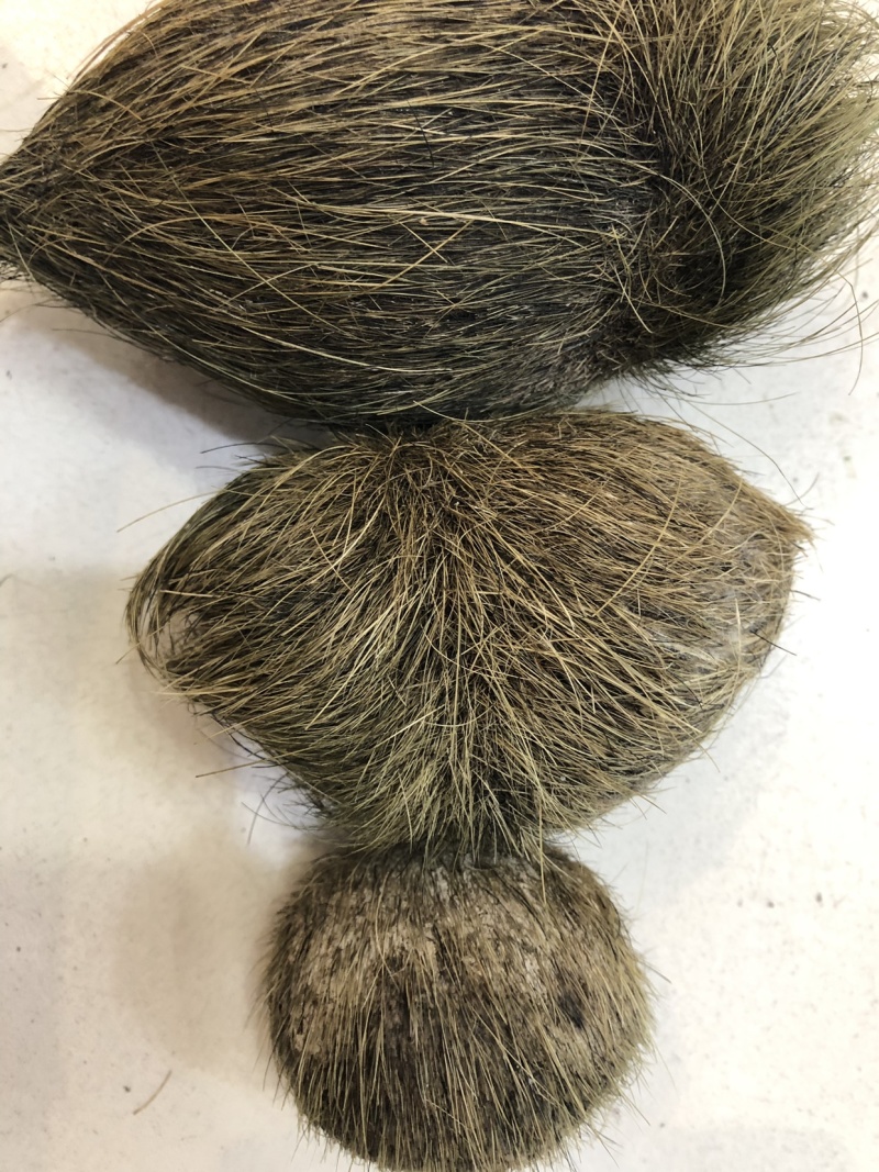 猪宝猪砂珍贵的中药材猪宝