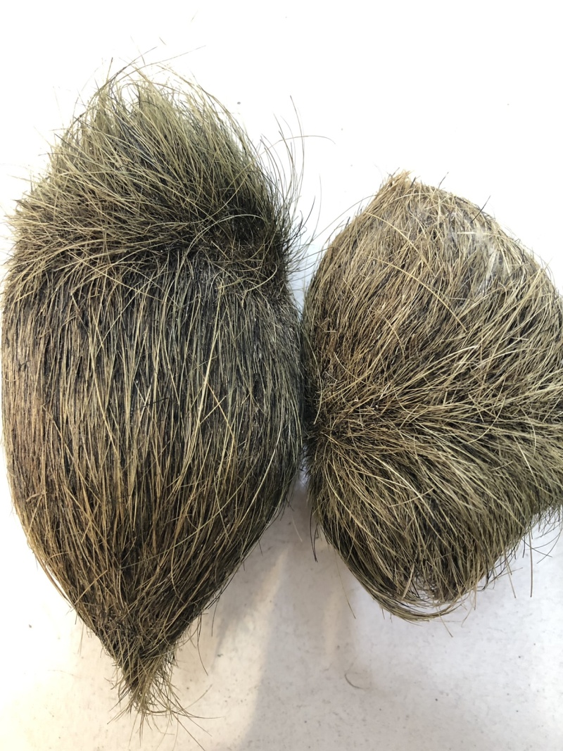 猪宝猪砂珍贵的中药材猪宝