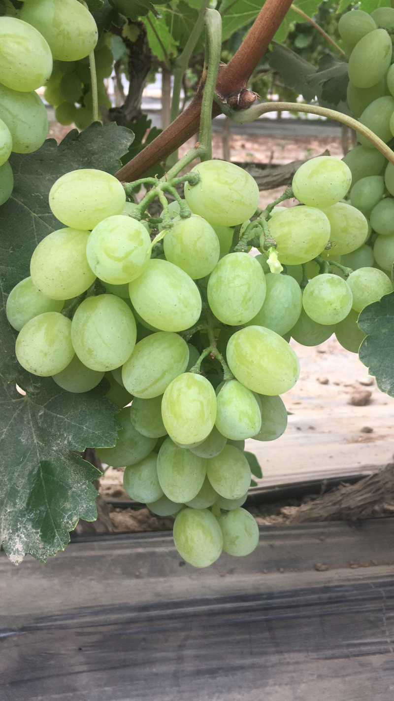 维多利亚葡萄大量上市中青提葡萄甜葡萄种植基地直供