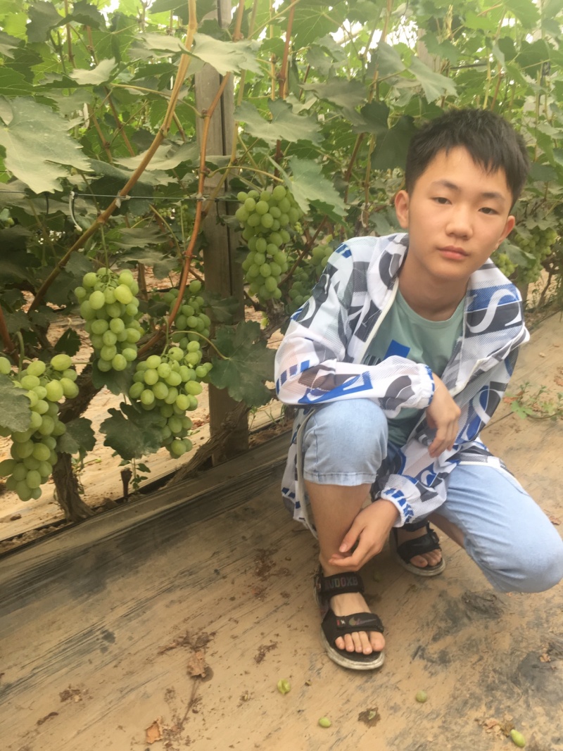 维多利亚葡萄大量上市中青提葡萄甜葡萄种植基地直供