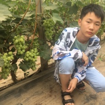 维多利亚葡萄大量上市中青提葡萄甜葡萄种植基地直供