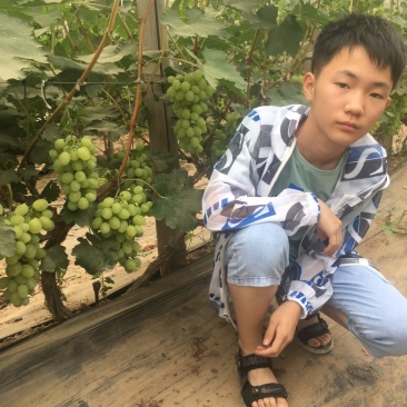 维多利亚葡萄大量上市中青提葡萄甜葡萄种植基地直供